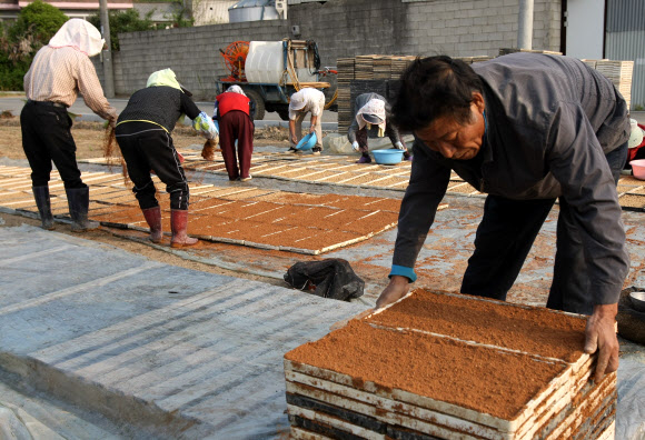 16일 전남 강진군 성전면 도림마을 주민들이 한데 모여 볍씨와 상토를 뿌려 모내기용 모판을 만드느라 부지런히 움직이고 있다. 연합뉴스