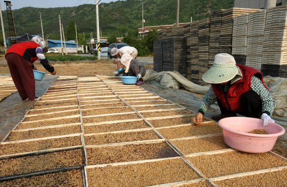 16일 전남 강진군 성전면 도림마을 주민들이 한데 모여 볍씨와 상토를 뿌려 모내기용 모판을 만드느라 부지런히 움직이고 있다. 연합뉴스