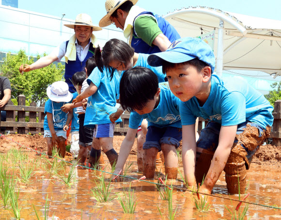 23일 오전 서울 농협하나로클럽 양재점 하나로공원에서 열린 ‘어린이 농업 체험장 개장’ 행사에서 어린이들이 모를 심고 있다. 연합뉴스