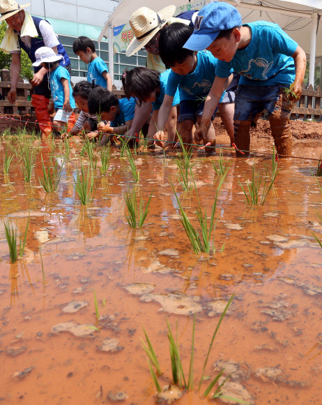 23일 오전 서울 농협하나로클럽 양재점 하나로공원에서 열린 ‘어린이 농업 체험장 개장’ 행사에서 어린이들이 모를 심고 있다.  연합뉴스