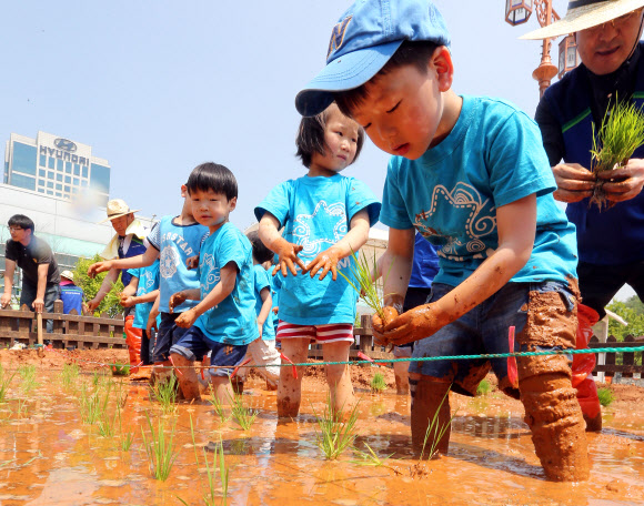 23일 오전 서울 농협하나로클럽 양재점 하나로공원에서 열린 ‘어린이 농업 체험장 개장’ 행사에서 어린이들이 모를 심고 있다.  연합뉴스