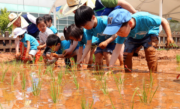23일 오전 서울 농협하나로클럽 양재점 하나로공원에서 열린 ‘어린이 농업 체험장 개장’ 행사에서 어린이들이 모를 심고 있다.  연합뉴스