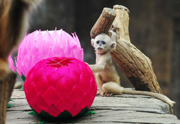 석가탄신일을 나흘 앞둔 24일 경기도 용인 에버랜드 동물원에서 중국 고대 소설 ‘서유기’의 주인공 손오공의 실제 모델로 알려진 ‘황금원숭이’ 새끼가 일반에 공개됐다.  에버랜드 제공