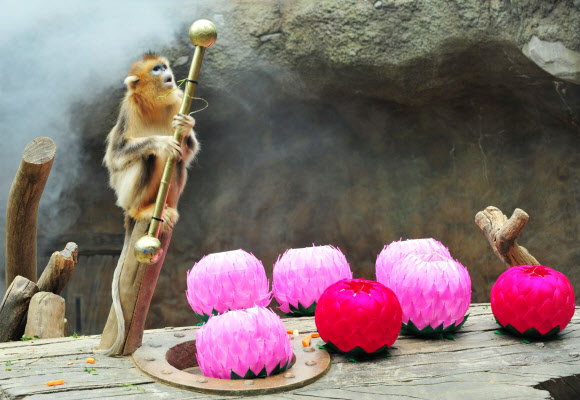 석가탄신일을 나흘 앞둔 24일 경기도 용인 에버랜드 동물원에서 중국 고대 소설 ‘서유기’의 주인공 손오공의 실제 모델로 알려진 ‘황금원숭이’ 새끼가 일반에 공개됐다.  에버랜드 제공