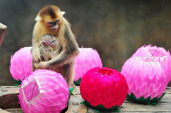 석가탄신일을 나흘 앞둔 24일 경기도 용인 에버랜드 동물원에서 중국 고대 소설 ‘서유기’의 주인공 손오공의 실제 모델로 알려진 ‘황금원숭이’ 새끼가 일반에 공개됐다.  에버랜드 제공