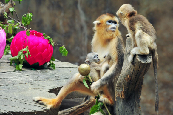 석가탄신일을 나흘 앞둔 24일 경기도 용인 에버랜드 동물원에서 중국 고대 소설 ‘서유기’의 주인공 손오공의 실제 모델로 알려진 ‘황금원숭이’ 새끼가 일반에 공개됐다.  에버랜드 제공