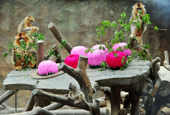 석가탄신일을 나흘 앞둔 24일 경기도 용인 에버랜드 동물원에서 중국 고대 소설 ‘서유기’의 주인공 손오공의 실제 모델로 알려진 ‘황금원숭이’ 새끼가 일반에 공개됐다.  에버랜드 제공