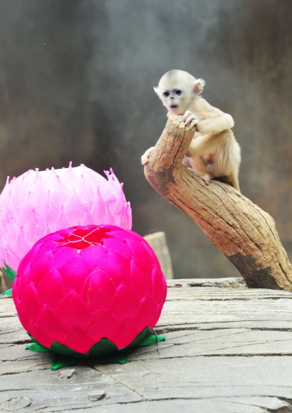 석가탄신일을 나흘 앞둔 24일 경기도 용인 에버랜드 동물원에서 중국 고대 소설 ‘서유기’의 주인공 손오공의 실제 모델로 알려진 ‘황금원숭이’ 새끼가 일반에 공개됐다.  에버랜드 제공