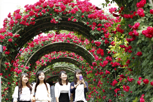 시민들이 29일 중랑구 묵동 중랑천 제방에 조성된 장미터널을 거닐며 화려한 색상의 장미꽃을 바라보고 있다. 장미터널에는 100만송이 꽃이 조성되어 있다.  연합뉴스