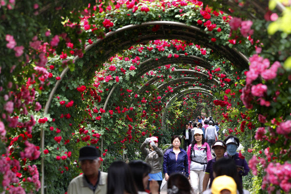 시민들이 29일 중랑구 묵동 중랑천 제방에 조성된 장미터널을 거닐며 화려한 색상의 장미꽃을 바라보고 있다. 장미터널에는 100만송이 꽃이 조성되어 있다.  연합뉴스