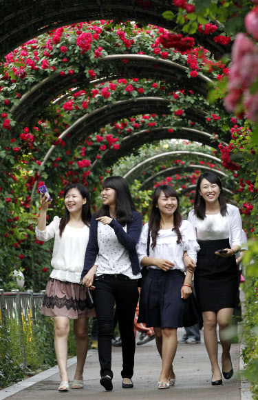 시민들이 29일 중랑구 묵동 중랑천 제방에 조성된 장미터널을 거닐며 화려한 색상의 장미꽃을 바라보고 있다. 장미터널에는 100만송이 꽃이 조성되어 있다.  연합뉴스