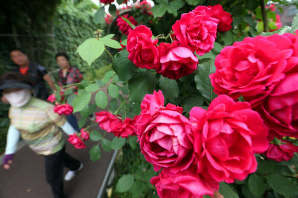 시민들이 29일 중랑구 묵동 중랑천 제방에 조성된 장미터널을 거닐며 화려한 색상의 장미꽃을 바라보고 있다. 장미터널에는 100만송이 꽃이 조성되어 있다.  연합뉴스