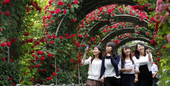 시민들이 29일 중랑구 묵동 중랑천 제방에 조성된 장미터널을 거닐며 화려한 색상의 장미꽃을 바라보고 있다. 장미터널에는 100만송이 꽃이 조성되어 있다.  연합뉴스