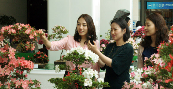 서초구는 31일 서울 서초구청 로비에 다양한 색상의 꽃망울을 활짝 터트린 철쭉분재 및 야생화 작품 200여점을 전시, 시민들이 구경하고 있다.  연합뉴스