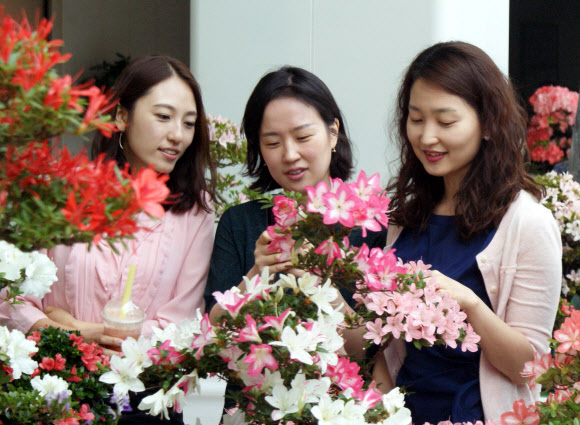 서초구는 31일 서울 서초구청 로비에 다양한 색상의 꽃망울을 활짝 터트린 철쭉분재 및 야생화 작품 200여점을 전시, 시민들이 구경하고 있다.  연합뉴스