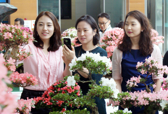서초구는 31일 서울 서초구청 로비에 다양한 색상의 꽃망울을 활짝 터트린 철쭉분재 및 야생화 작품 200여점을 전시, 시민들이 구경하고 있다.  연합뉴스
