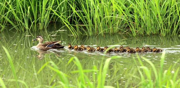 3일 강원 강릉시 경포호수 주변 도랑에 흰뺨검둥오리 어미와 갓 태어난 새끼 등 일가족이 나들이 나와 한가로운 한때를 보내고 있다. 연합뉴스