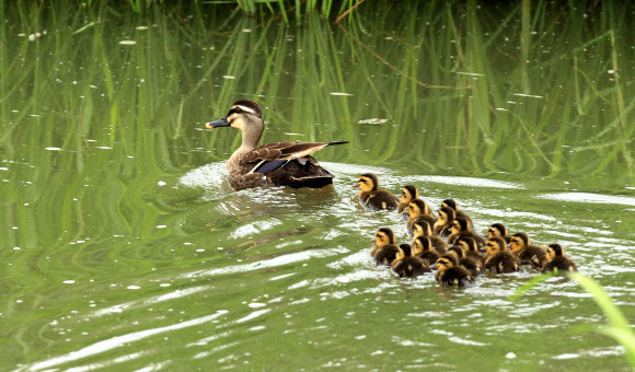 3일 강원 강릉시 경포호수 주변 도랑에 흰뺨검둥오리 어미와 갓 태어난 새끼 등 일가족이 나들이 나와 한가로운 한때를 보내고 있다. 연합뉴스