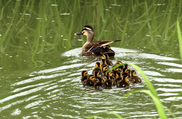 3일 강원 강릉시 경포호수 주변 도랑에 흰뺨검둥오리 어미와 갓 태어난 새끼 등 일가족이 나들이 나와 한가로운 한때를 보내고 있다. 연합뉴스