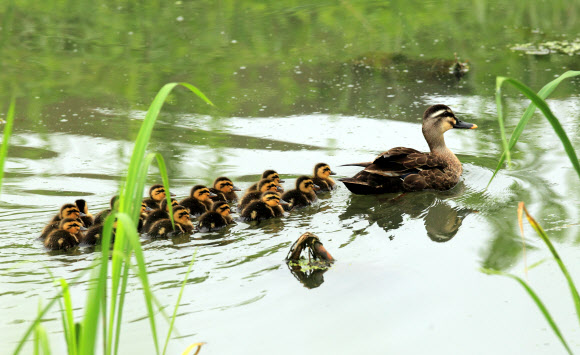 3일 강원 강릉시 경포호수 주변 도랑에 흰뺨검둥오리 어미와 갓 태어난 새끼 등 일가족이 나들이 나와 한가로운 한때를 보내고 있다. 연합뉴스