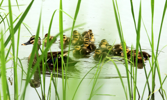 3일 강원 강릉시 경포호수 주변 도랑에 흰뺨검둥오리 어미와 갓 태어난 새끼 등 일가족이 나들이 나와 한가로운 한때를 보내고 있다. 연합뉴스