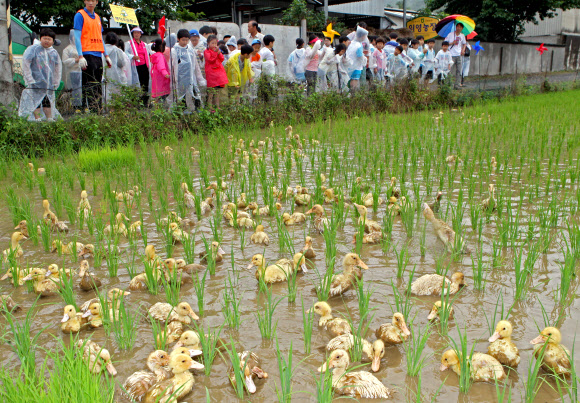 울산지역에 19일 단비가 내려 가뭄이 해소된 가운데 울주군 상북면 지내리의 한 논에서 어린이들이 논에 오리를 풀고 있다.  연합뉴스