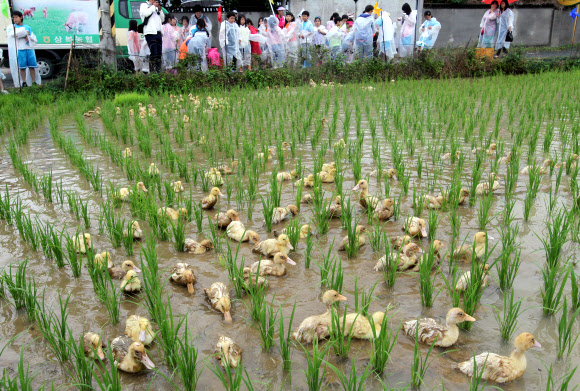 울산지역에 19일 단비가 내려 가뭄이 해소된 가운데 울주군 상북면 지내리의 한 논에서 어린이들이 논에 오리를 풀고 있다.  연합뉴스
