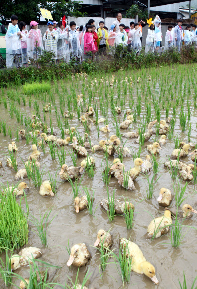 울산지역에 19일 단비가 내려 가뭄이 해소된 가운데 울주군 상북면 지내리의 한 논에서 어린이들이 논에 오리를 풀고 있다.  연합뉴스