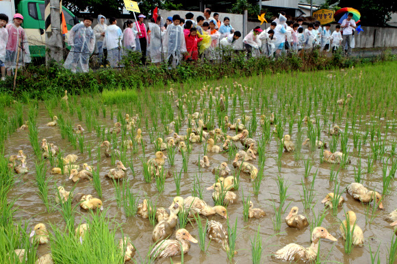 울산지역에 19일 단비가 내려 가뭄이 해소된 가운데 울주군 상북면 지내리의 한 논에서 어린이들이 논에 오리를 풀고 있다.  연합뉴스