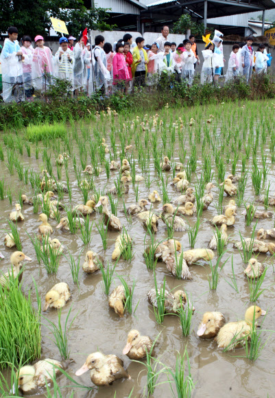 울산지역에 19일 단비가 내려 가뭄이 해소된 가운데 울주군 상북면 지내리의 한 논에서 어린이들이 논에 오리를 풀고 있다.  연합뉴스