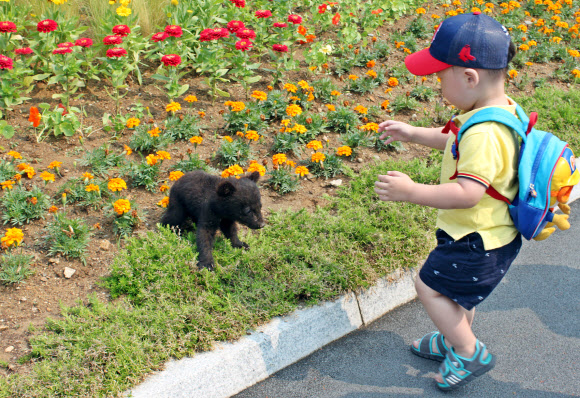 22일 충남 연기군 전동면 베어트리파크를 찾은 한 어린이집 원생이 생후 처음 사육장 인근 화단으로 바람을 쐬러 나온 새끼 반달곰을 만져보려 하고 있다. 이 반달곰은 지난 2월 11일 어미곰 한 몸에서 태어난 2마리 중 1마리다. 베어트리파크 제공/연합뉴스