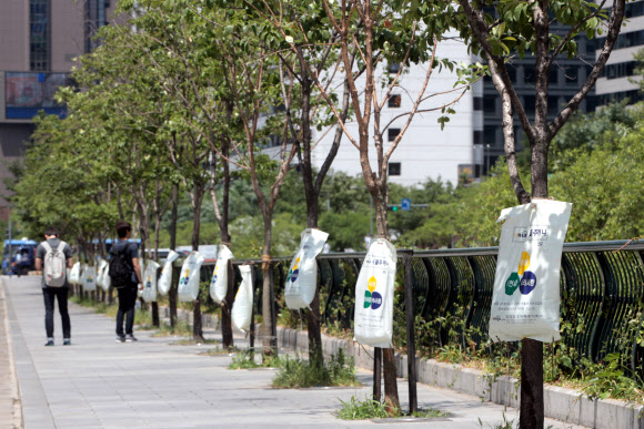 극심한 가뭄으로 전국토가 메마르는 가운데 26일 서울 중구 수하동 청계천변 나무에 수분과 영양 공급을 위한 물주머니가 설치돼 있다. 연합뉴스