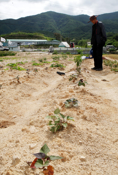 26일 강원 춘천시 동산면의 밭에서 한 농민이 물뿌리개를 이용, 가뭄으로 메마른 농작물에 한 방울의 물이라 더 주려고 애쓰고 있다. 이 밭에 재배 중인 농작물 일부는 극심한 가뭄 탓에 잎이 노랗게 타들어가고 있다. 연합뉴스