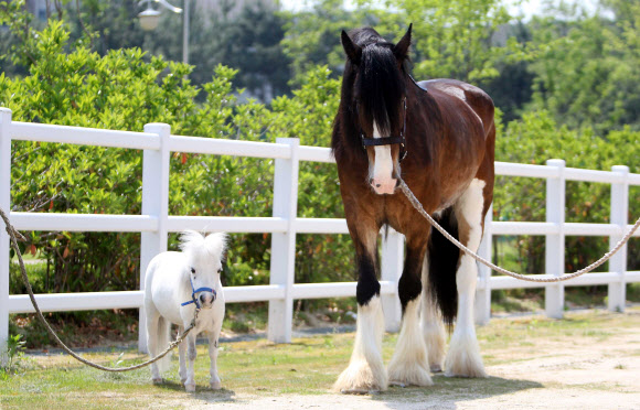부산경남 경마공원은 관람객에게 새로운 볼거리로 가장 큰 말과 가장 작은 말을 다음달 공개한다. 오른쪽이 몸무게 820kg인 타이거, 왼쪽이 50kg인 바우. 연합뉴스