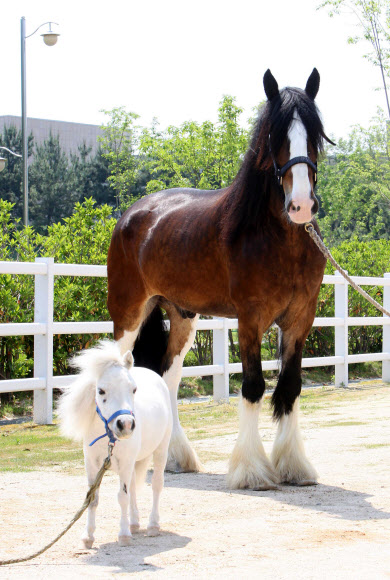 부산경남 경마공원은 관람객에게 새로운 볼거리로 가장 큰 말과 가장 작은 말을 다음달 공개한다. 오른쪽이 몸무게 820kg인 타이거, 왼쪽이 50kg인 바우. 연합뉴스