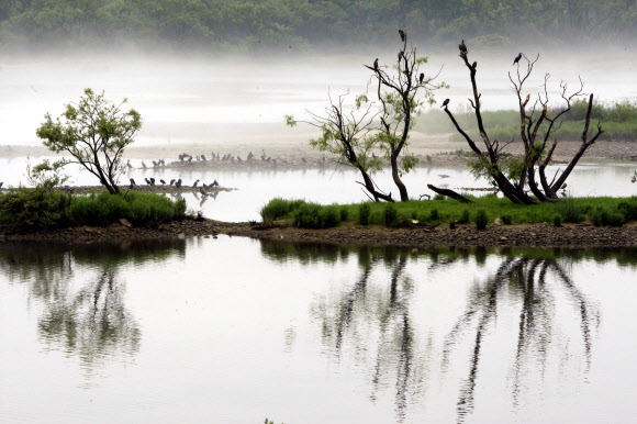 11일 장맛비 속에 물안개가 피어나는 강원 춘천시 소양강에서 민물 가마우지 무리가 휴식을 취하고 있다. 연합뉴스