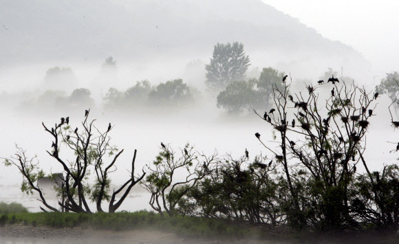 11일 장맛비 속에 물안개가 피어나는 강원 춘천시 소양강에서 민물 가마우지 무리가 나무 위에 모여 있다.  연합뉴스