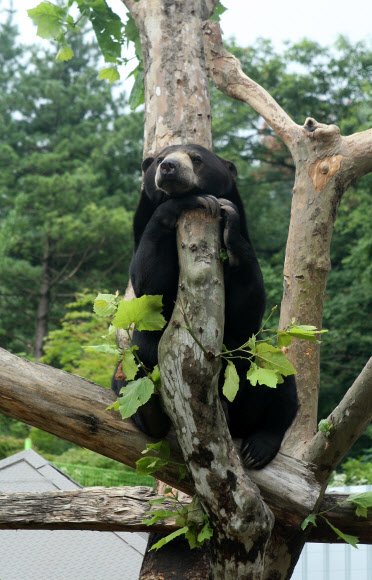 지난 2010년 12월 서울동물원을 탈출해 9일간 세상을 놀래킨 말레이곰 ‘꼬마’가 11일 오후 서울동물원 말레이곰사 나무위에 올라 사색에 잠겨있다. 연합뉴스