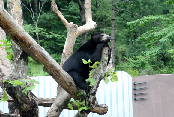 지난 2010년 12월 서울동물원을 탈출해 9일간 세상을 놀래킨 말레이곰 ‘꼬마’가 11일 오후 서울동물원 말레이곰사 나무위에 올라 사색에 잠겨있다. 연합뉴스