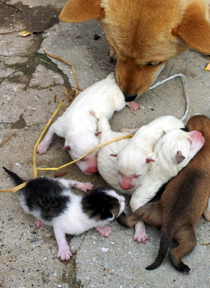 전남 완도군 고금면 부곡마을 정평봉(63)씨가 키우던 진돗개가 최근 낳은 새끼 7마리 가운데 한마리가 고양이로 태어나 화제다. 연합뉴스