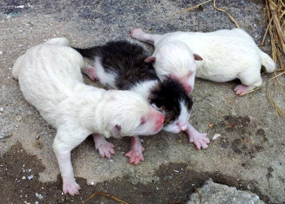 전남 완도군 고금면 부곡마을 정평봉(63)씨가 키우던 진돗개가 최근 낳은 새끼 7마리 가운데 한마리가 고양이로 태어나 화제다. 연합뉴스