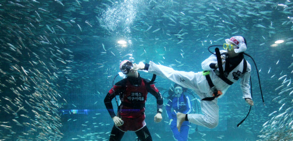 22일 오전 서울시 강남구 삼성동 코엑스 아쿠아리움에서 열린 제1회 코엑스 아쿠아림픽에서 다이버들이 태권도를 하고 있다. 연합뉴스