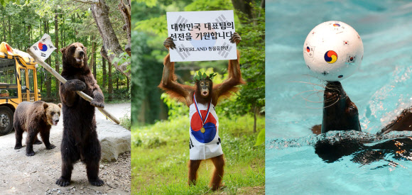 런던 올림픽 개막이 이틀 앞으로 다가온 가운데 경기도 용인 에버랜드 동물원의 불곰과 오랑우탄, 물개(왼쪽부터)가 태극전사들의 선전을 기원하는 응원전을 펼치고 있다. 연합뉴스
