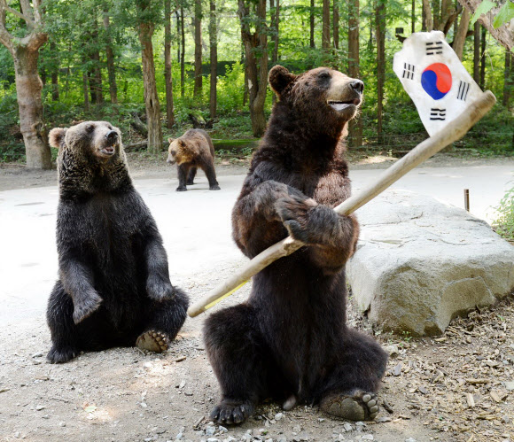 런던 올림픽 개막이 이틀 앞으로 다가온 가운데 경기도 용인 에버랜드 동물원의 불곰 ‘만웅이’가 태극기가 달린 봉을 돌리며 태극전사들의 선전을 기원하는 응원전을 펼치고 있다.연합뉴스