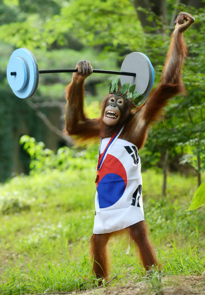런던 올림픽 개막이 이틀 앞으로 다가온 가운데 경기도 용인 에버랜드 동물원의 오랑우탄 ‘제니’가 역기를 들며 태극전사의 선전을 기원하는 응원전을 펼치고 있다. 연합뉴스