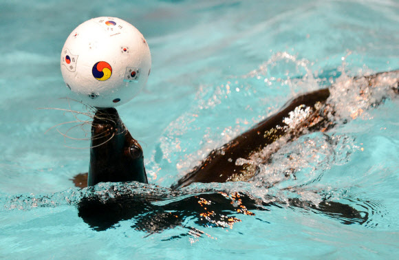 런던 올림픽 개막이 이틀 앞으로 다가온 가운데 경기도 용인 에버랜드 동물원의 물개 ‘물살이’가 태극공을 코위에 올린 채 수영하며 태극전사들의 선전을 기원하는 응원전을 펼치고 있다. 연합뉴스