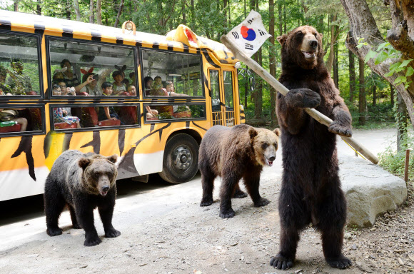 런던 올림픽 개막이 이틀 앞으로 다가온 가운데 경기도 용인 에버랜드 동물원의 불곰 ‘만웅이’가 태극기가 달린 봉을 돌리며 태극전사들의 선전을 기원하는 응원전을 펼치고 있다. 연합뉴스