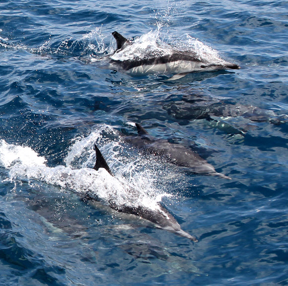 울산 장생포 앞바다에서 11일 참돌고래가 떼지어 유영하며 먹이활동을 하고 있다.  연합뉴스