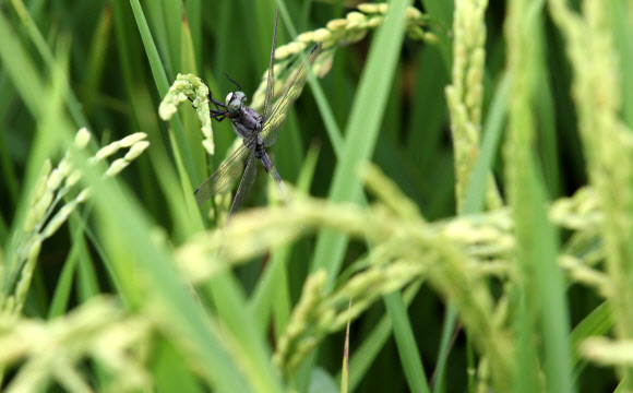 처서(處暑)를 하루 앞두고 늦여름 장마가 주춤한 22일 오후 경기도 수원시 서둔동 농촌진흥청 시험 재배 논에서 자라고 있는 벼 이삭곁에서 잠자리 한마리가 넉넉한 휴식의 시간을 갖고 있다. 연합뉴스