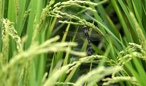 처서(處暑)를 하루 앞두고 늦여름 장마가 주춤한 22일 오후 경기도 수원시 서둔동 농촌진흥청 시험 재배 논에서 자라고 있는 벼 이삭곁에서 잠자리 한마리가 넉넉한 휴식의 시간을 갖고 있다. 연합뉴스